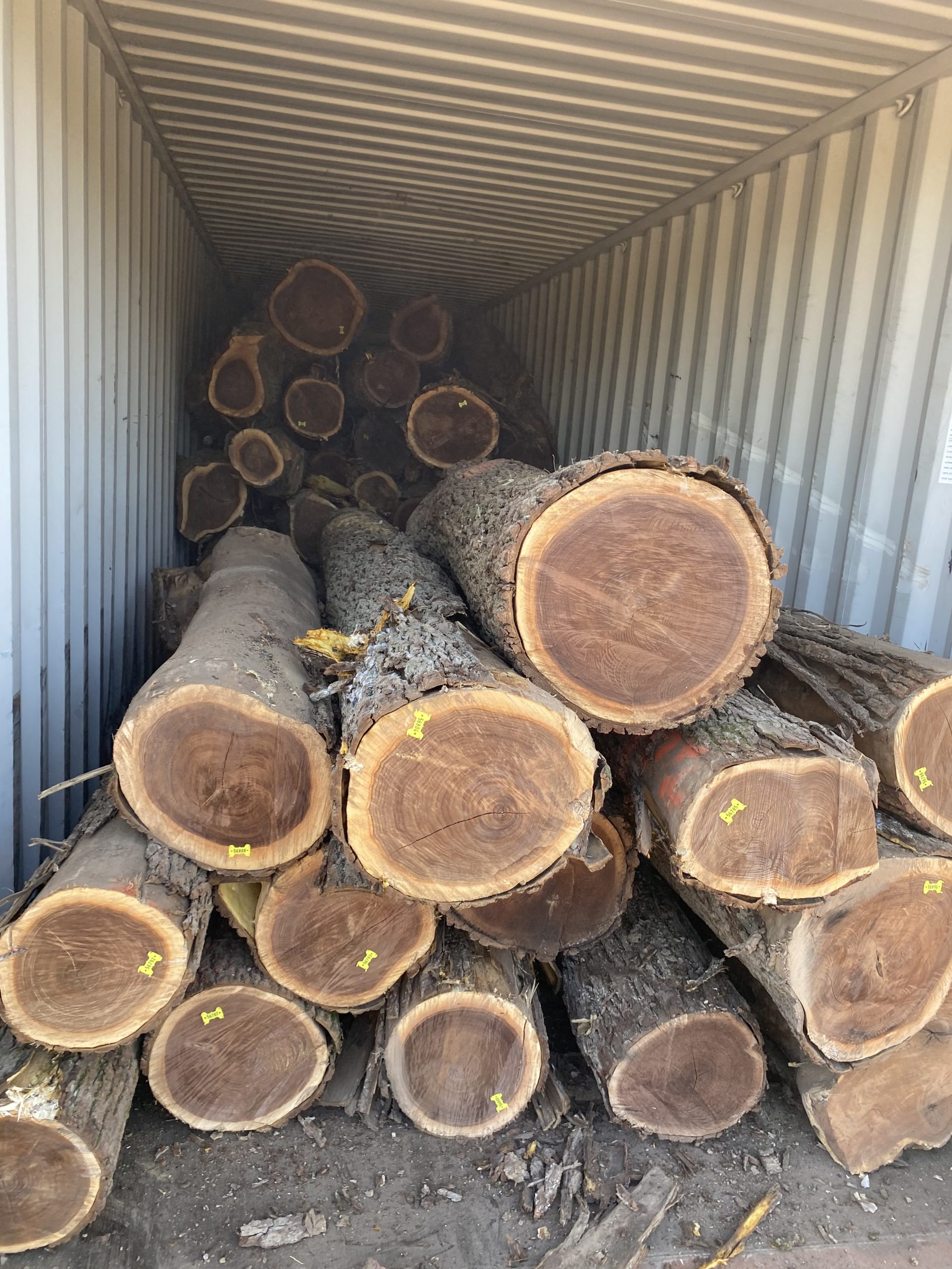 Timber – MHM Technologies Inc.